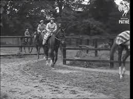 Horses At Newmarket